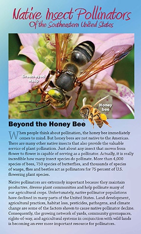 Native Insect Pollinators of the Southeastern US brochure